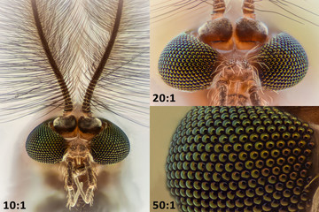 Extreme magnification - Mosquito head compilation