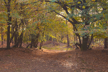 Autumn Wood