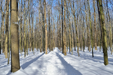 Winter trees covered with snow in the forest .