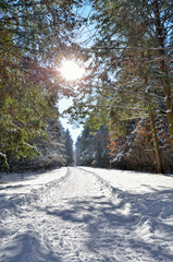 Sunlight among the branches of trees in snowy  winter forest.