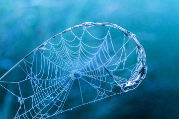 Web with dew drops on a blade of grass on a blue background