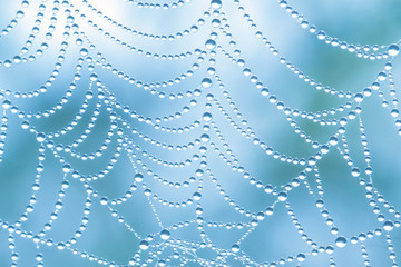 Spiderweb in round drops of dew on a blue background