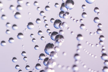 Beautiful drops of dew on a cobweb