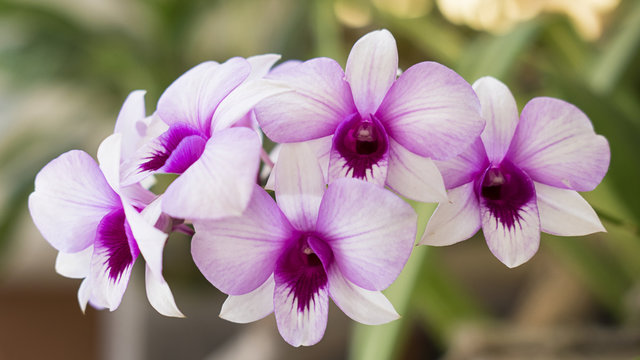 Horizontal shot of dendrobium orchid, exotic flower, growing in tropical or subtropical climates