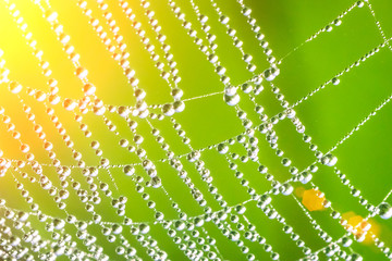 Cobweb covered with drops of water in the sunlight