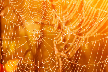 Large spiderweb covered with drops of water at sunset, yellow abstract background