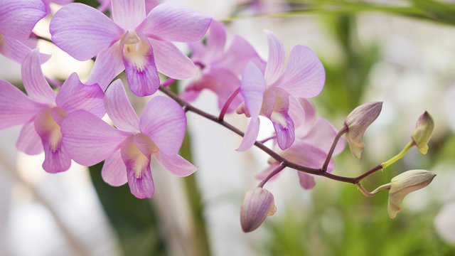 Vertical shot of pale pink dendrobium orchid classic, exotic plant, found in tropical or subtropical climates