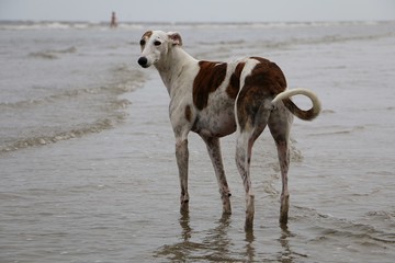 windhund am Strand