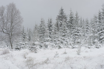 Winter op de Hoge Venen in België