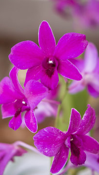 Vertical shot of spathoglottis plicata or large purple orchid, exotic plant, found in tropical or subtropical climates