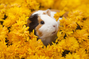 Funny little guinea pig sitting in yellow flowers outdoors