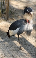 Gru coronata
