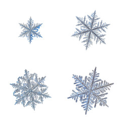 Set with four snowflakes isolated on white background. Macro photo of real snow crystals: stellar...