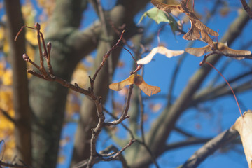 Autumn maple
