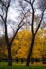 Fototapeta na wymiar City Park in autumn.