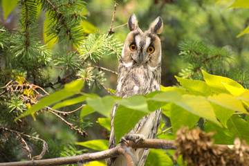 Long eared owl on the tree