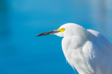 White heron by the sea in California