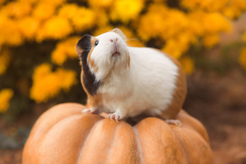 Funny guinea pig sitting on pumpkin with background of yellow flowers outdoors