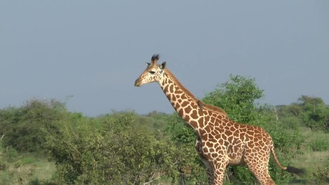 Safari afrika Giraffen Antilopen Zebra