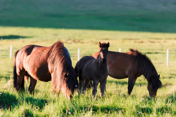 Family of icelandic horses