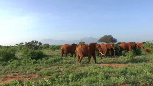 Afrika Safari Elefanten in Kenia