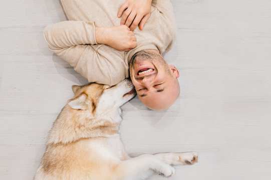 Happy laughing adult man lying on wooden floor. Bald male emotions. Guy with his siberian husky dog at home. Love animals. Domestic mammal puppy licking owner ear. Funny expressive leisure time.