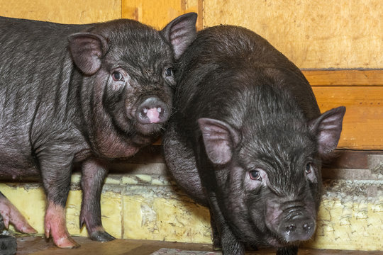 Vietnamese Pot-bellied pig. Two cute little black piglets on the farm. Pig breeding