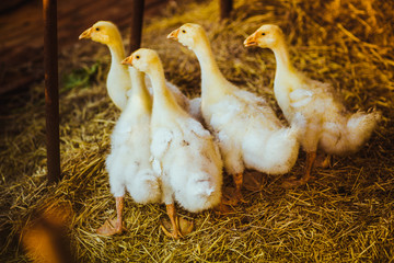 Five young goose together sit in the grass