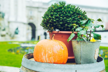 pumpkin with flowers outside