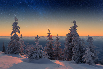 Wintry scene with snowy trees
