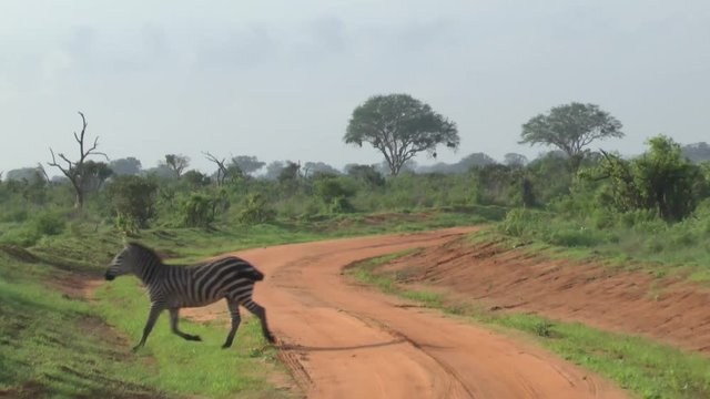 Safari afrika Giraffen Antilopen Zebra
