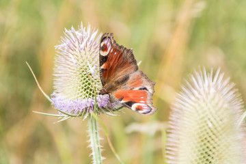 Tagpfauenauge