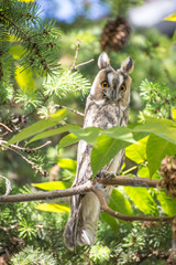 Long eared owl on the tree