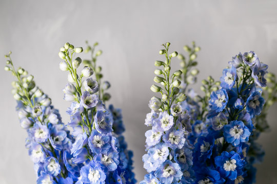 Blue delphinium flower with green leaves on light gray background