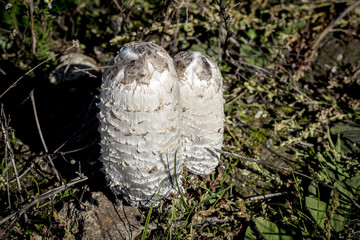 autumn white mushrooms in grass in the garden