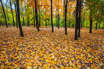 beautiful autumn maple forest glade