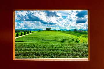 Green tea bud and leaves. Green tea plantations in Nature.