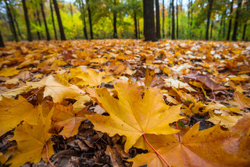 closeup dry autumn leaves in a forest