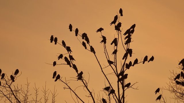 flock of raven birds sitting autumn on a tree dry branches of trees sunset orange silhouette. crows birds flock
