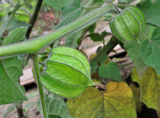 cage d'amour,fruit d'hiver médicinal
