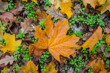 closeup red dry autumn leaves background
