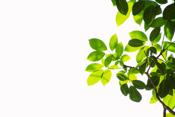 Green leaf and branches on white  using as background and wallpaper.