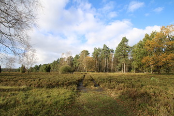 Obraz premium Forstweg