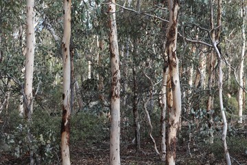 Eucalyptus tree forest background