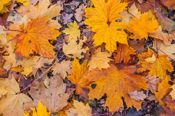 closeup dry autumn leaves background