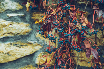 ivy berry in autumn day