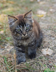 Naklejka na ściany i meble Cute tabby kitten looking with surprise while playing outdoor