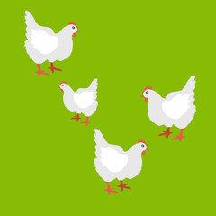 Collection of Hen Vector Illustration Isolated