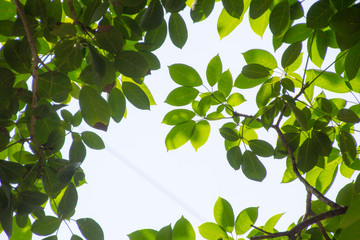 Obraz premium Green leaf and branches on white using as background and wallpaper.