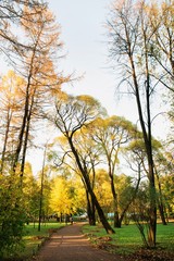 Colorful foliage in the autumn park
